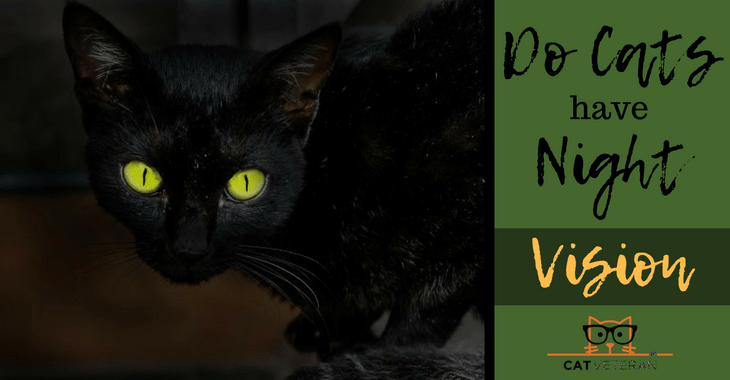 Do Cats Have Night Vision? Nocturnal Hunters.