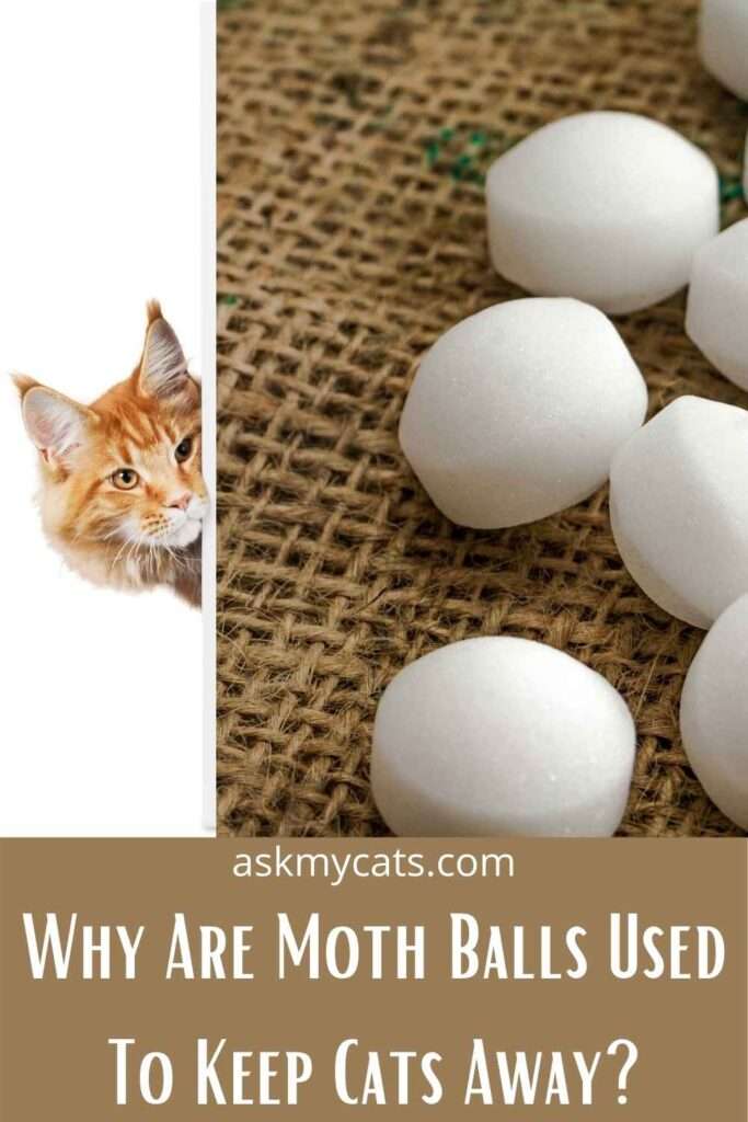 Do Cats Like Mothballs? Go Through These Unexplored Facts!
