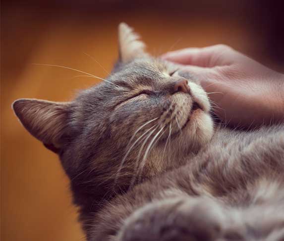Do Cats Like to Be Petted While Sleeping?