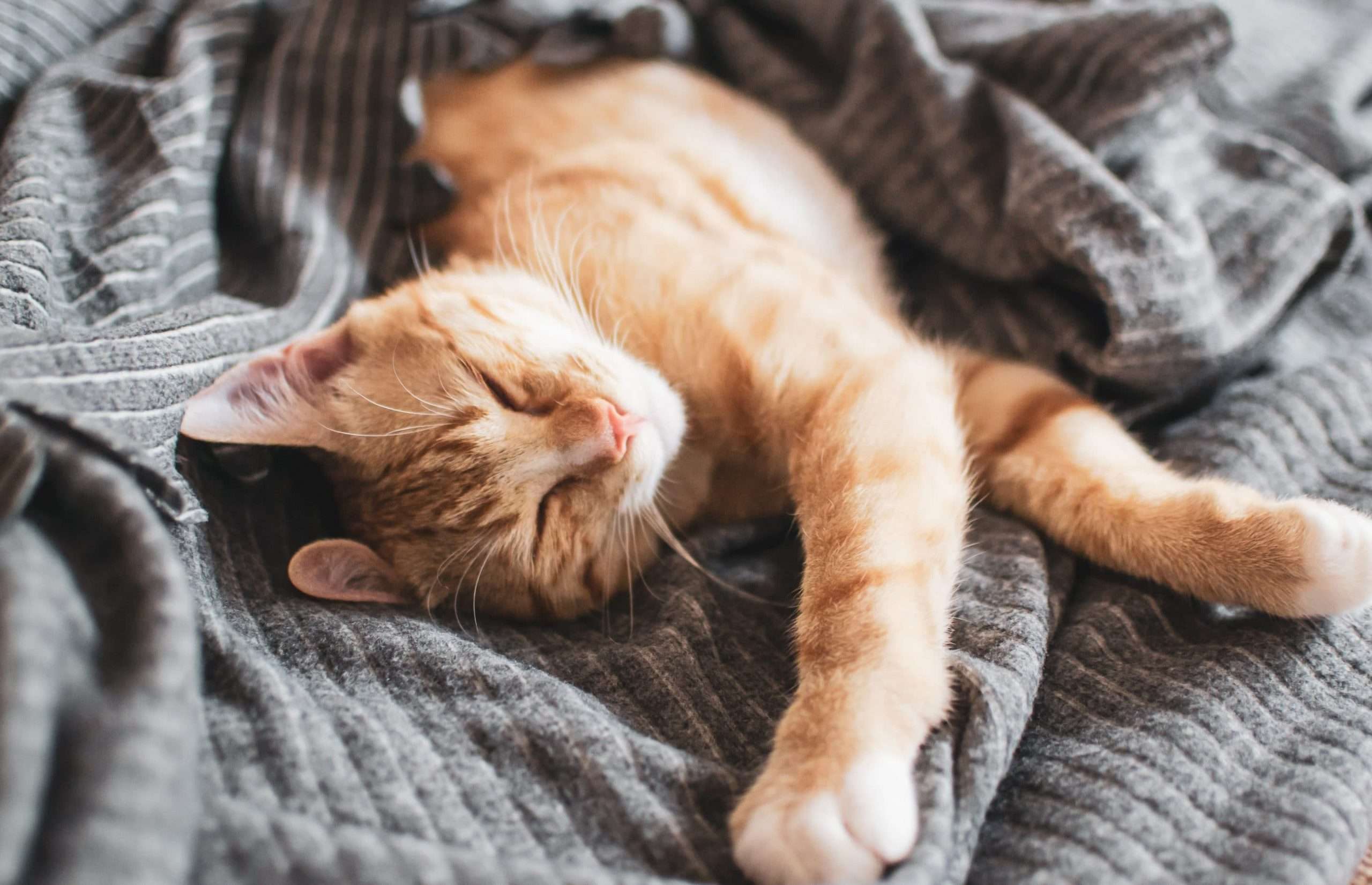 Do Cats Need a Quiet Place to Sleep?