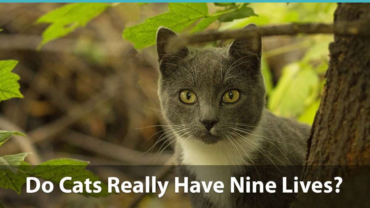 Do Cats Really Have Nine Lives? What Does The Myth Mean And Is There ...