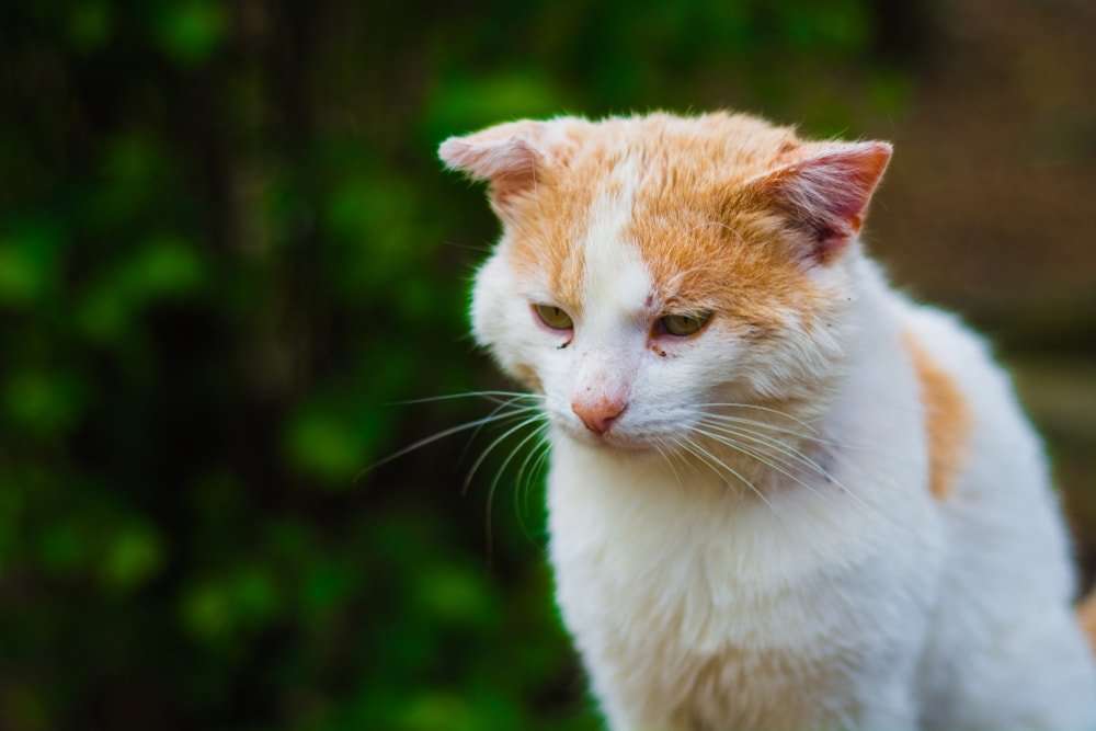 Do Cats Run Away to Die? » Petsoid