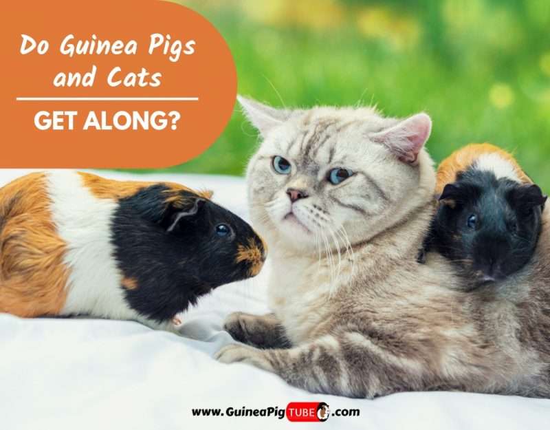 Do Guinea Pigs and Cats Get Along?