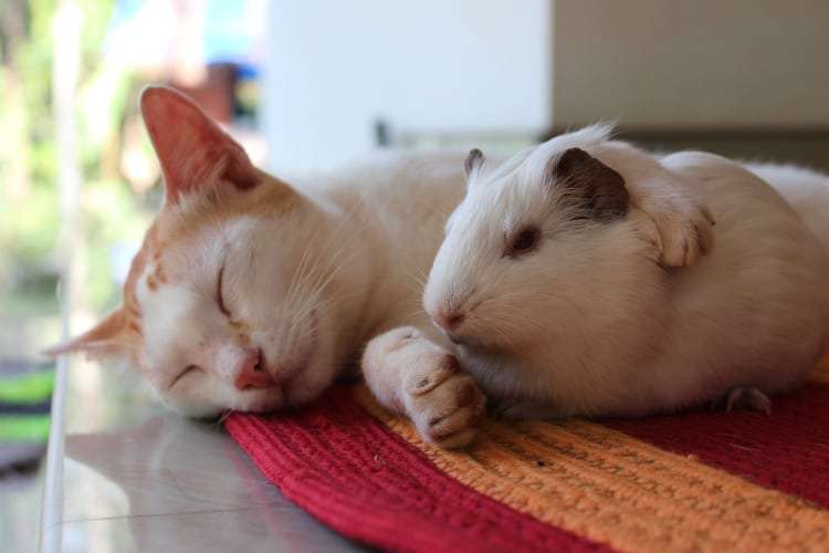 Do Guinea Pigs Get Along With Cats and Dogs?