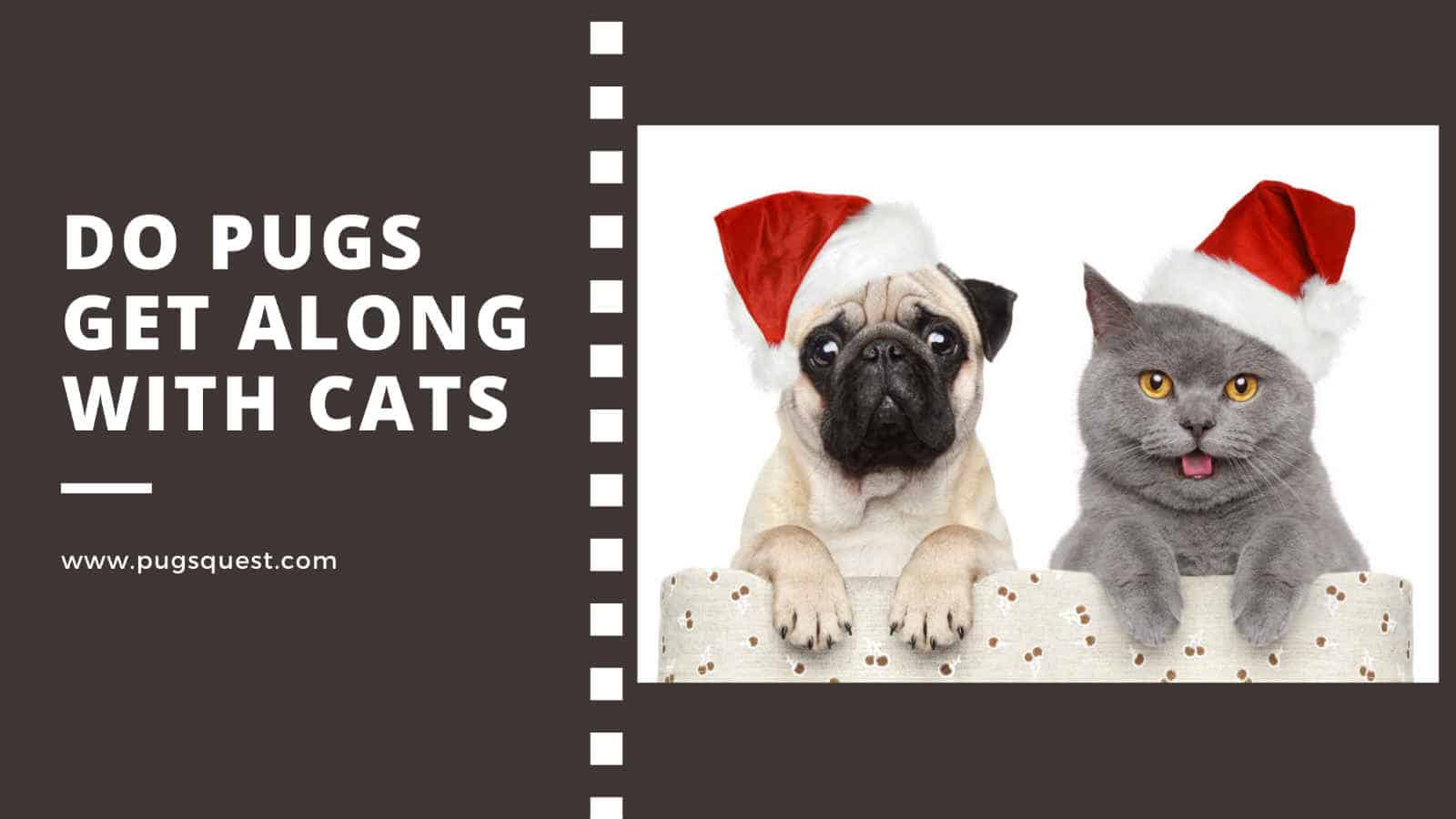 Do Pugs Get Along with Cats? Introduce w/ Video