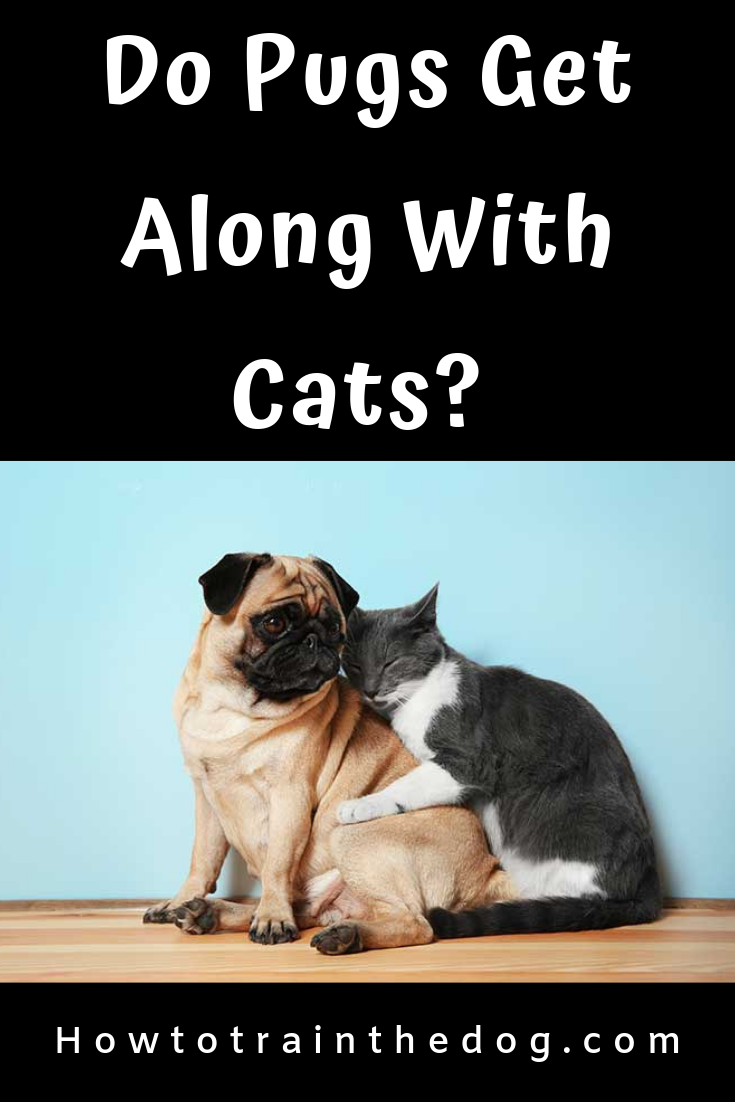 Do Pugs Get Along With Cats? Lets Find Out #Pugs # ...