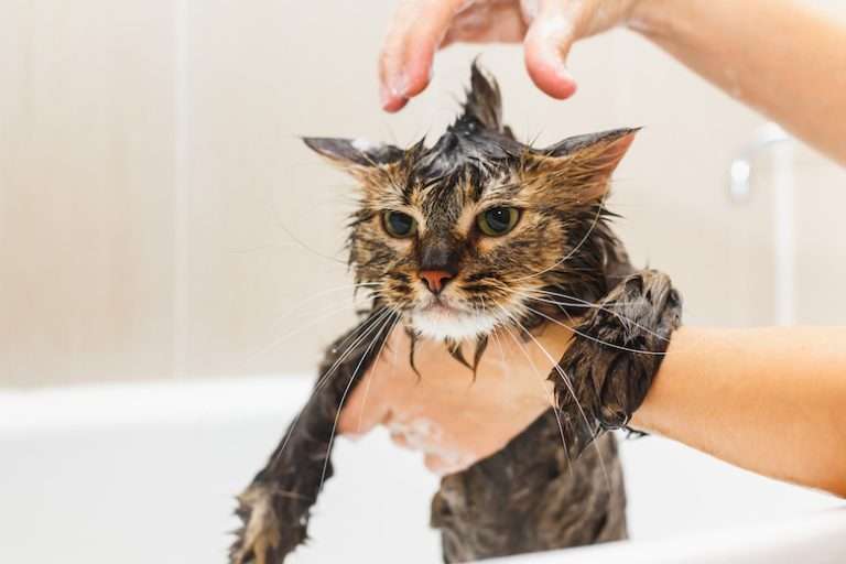 Do You Need to Bathe Your Cat? Heres How to Do It Right ...