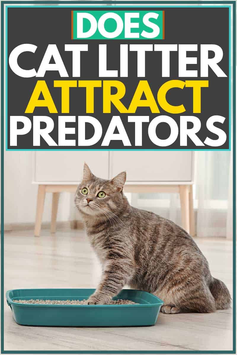 Does Cat Litter Attract Predators?  Litter
