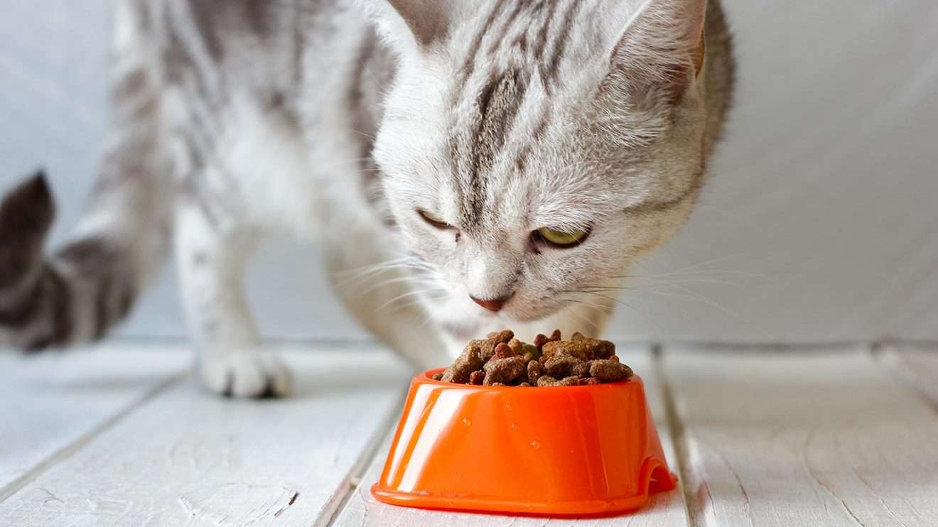 Does dry cat food go bad?  Cattybox