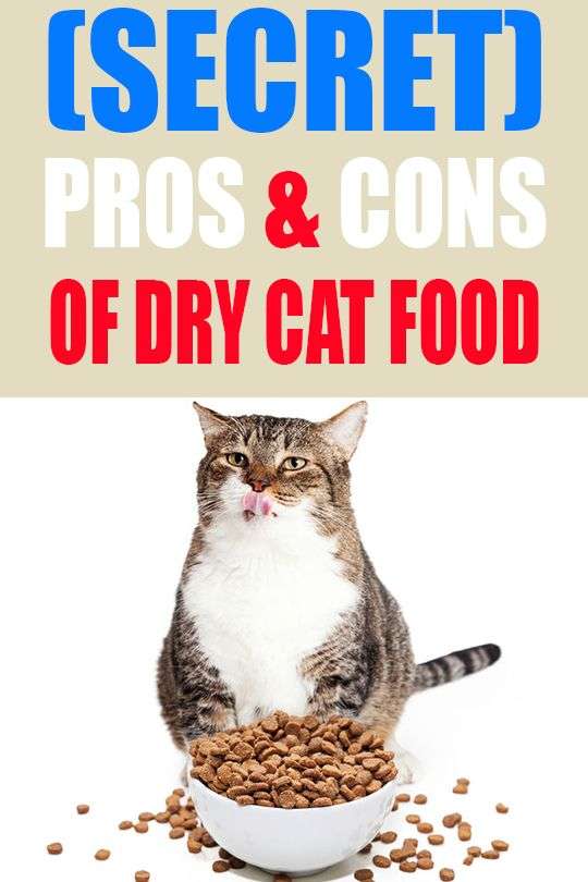 Does Dry Cat Food Go Bad (Facts) in 2020