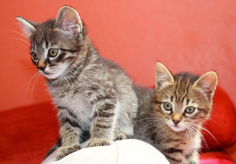 Does It Matter What Age You Neuter Your Kitten?