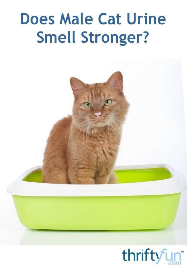 Does Male Cat Urine Smell Stronger?