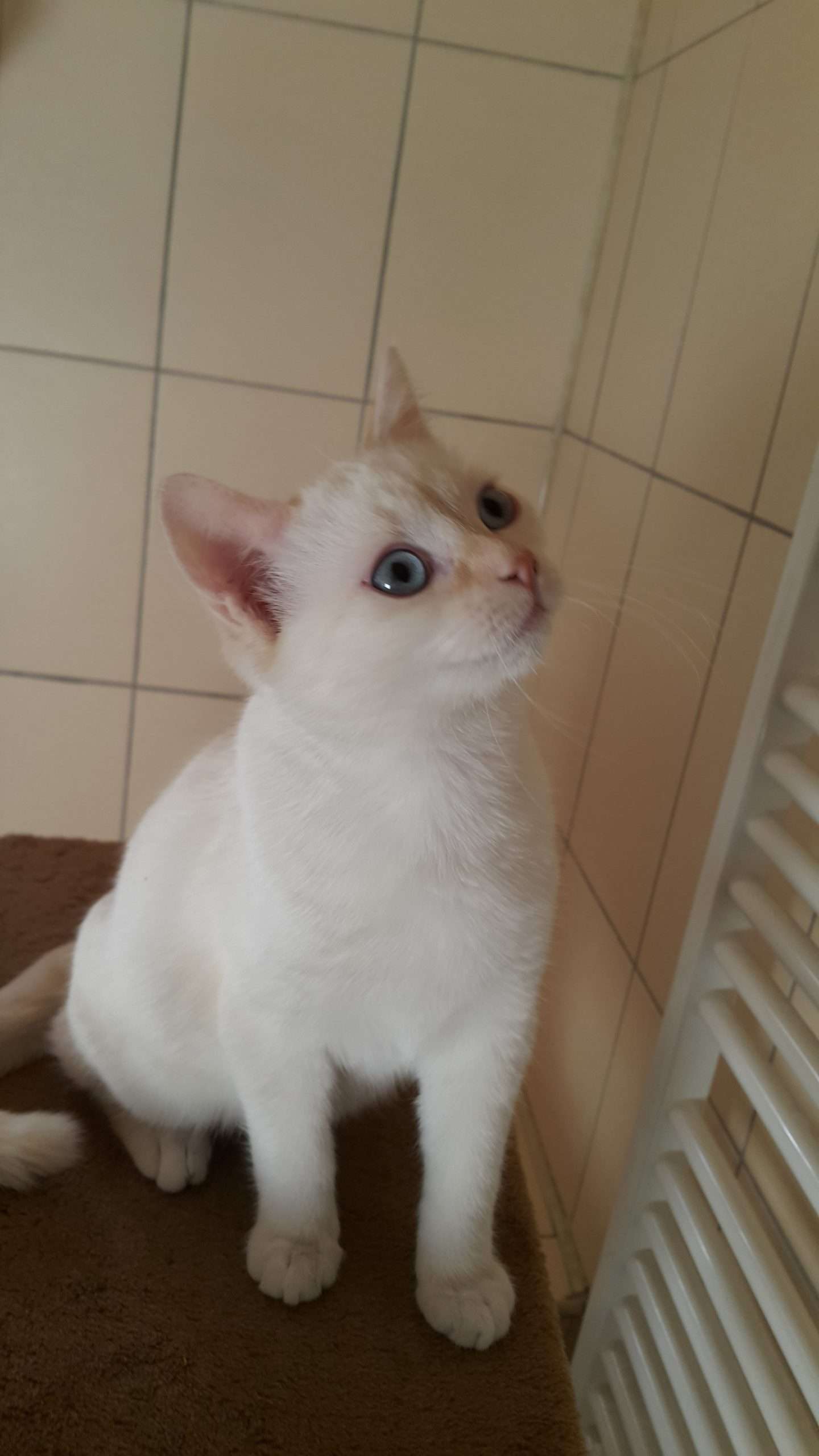 Does My Cat Look Like A Flame Point Siamese?