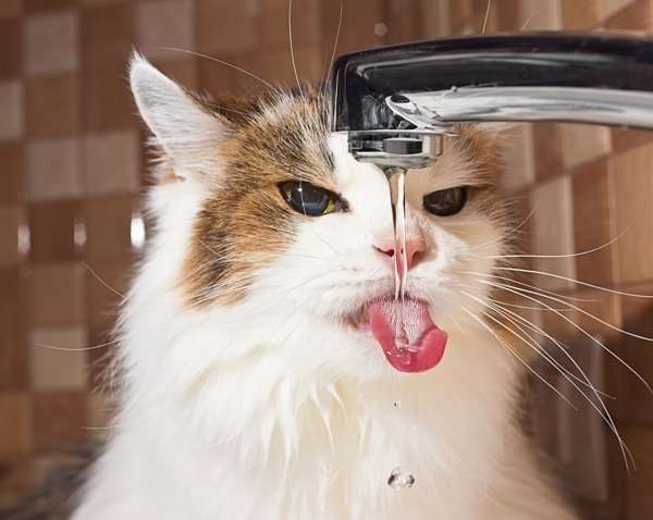 Does Your Cat Have a Drinking Problem?