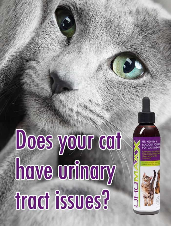 Does Your Cat Have Urinary Tract Issues?