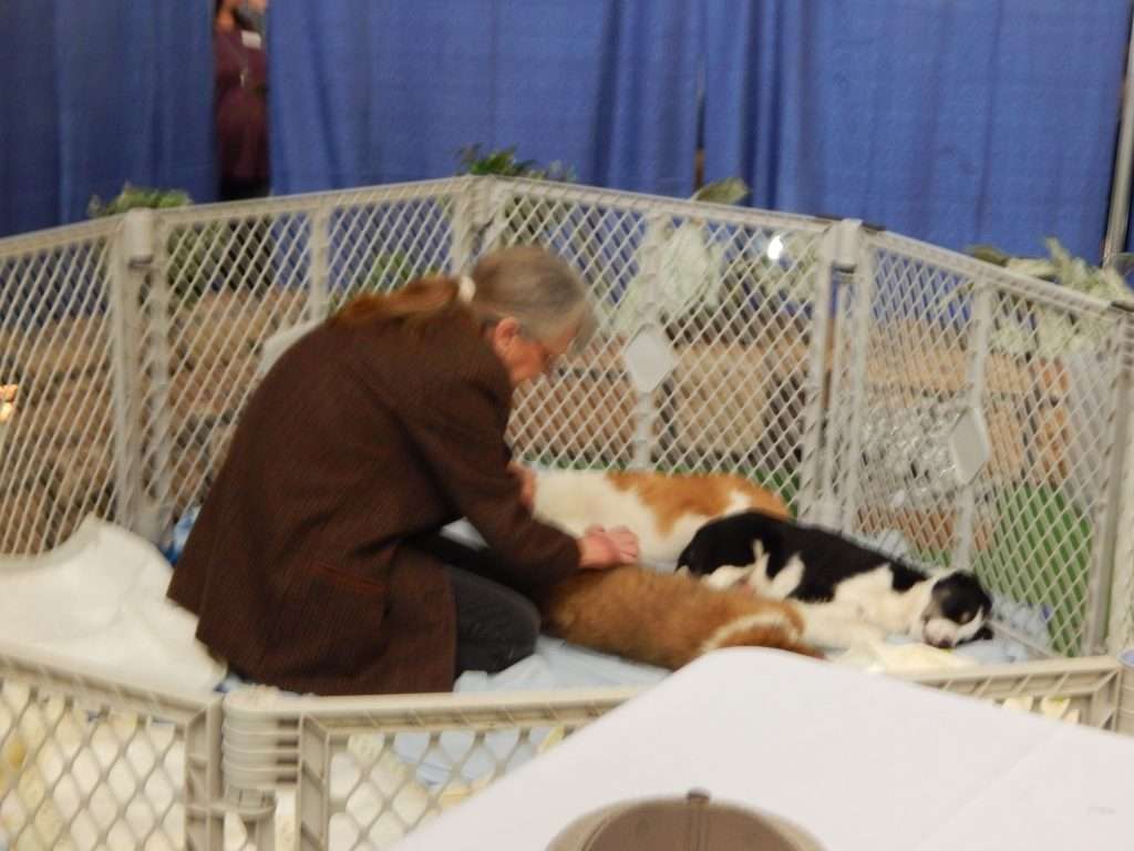 Dog, Cat Shelter Will be at Home Show Again  Sheridan Media