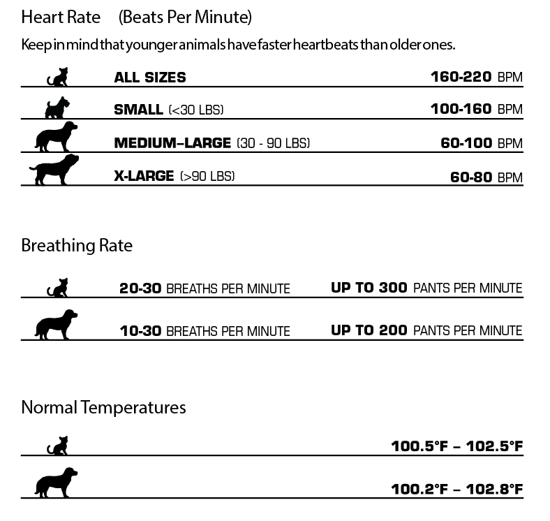 Dog Heart Rates and Pulses Infographic