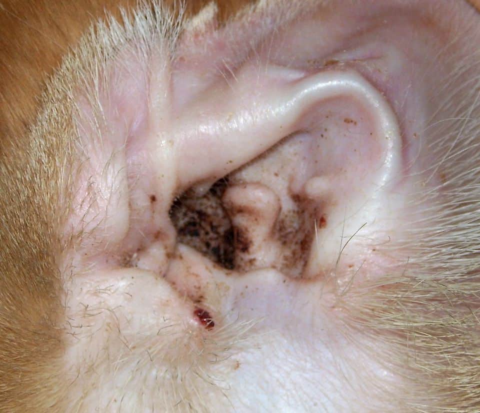 Ear Mites in Cats and Dogs: Signs, Diagnosis, Treatment