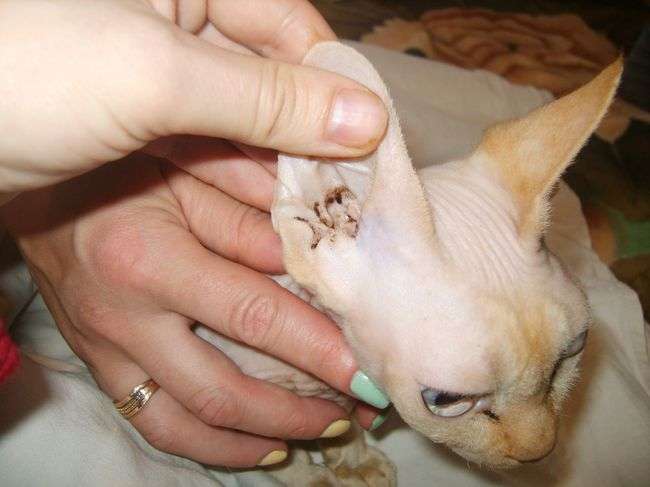 Ear mites in cats