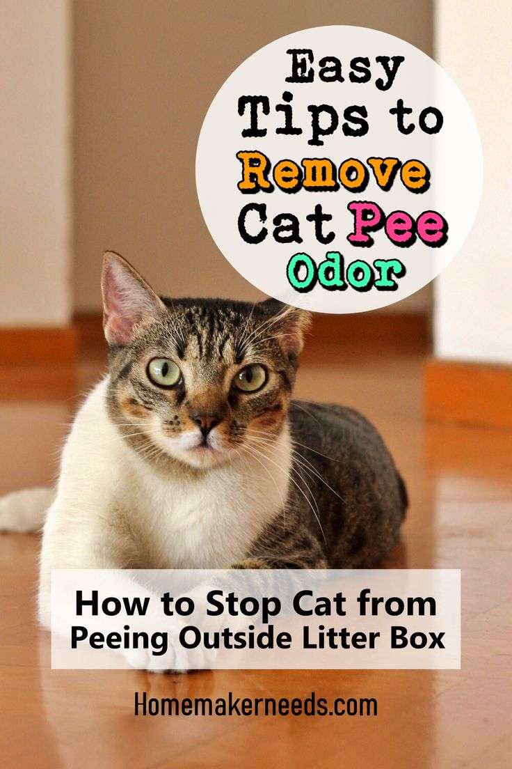 Easy Tips To Remove Cat Pee Odor! in 2020