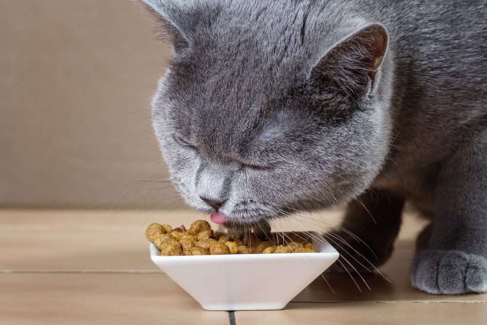 Effects of Changes In Your Cat Diet: What to Consider