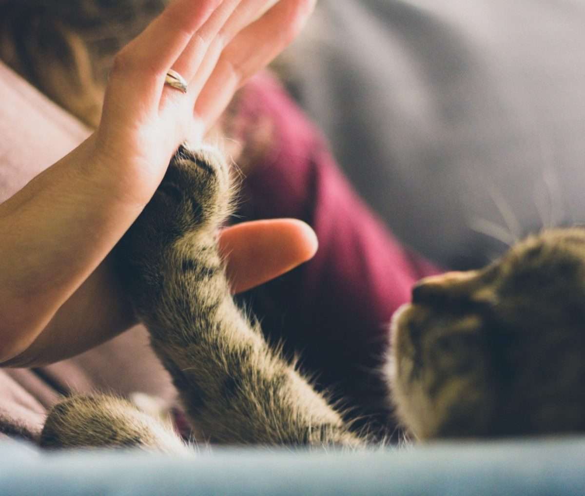 Emotional Support Cats 101: What You Need To Know  US Service Animal ...