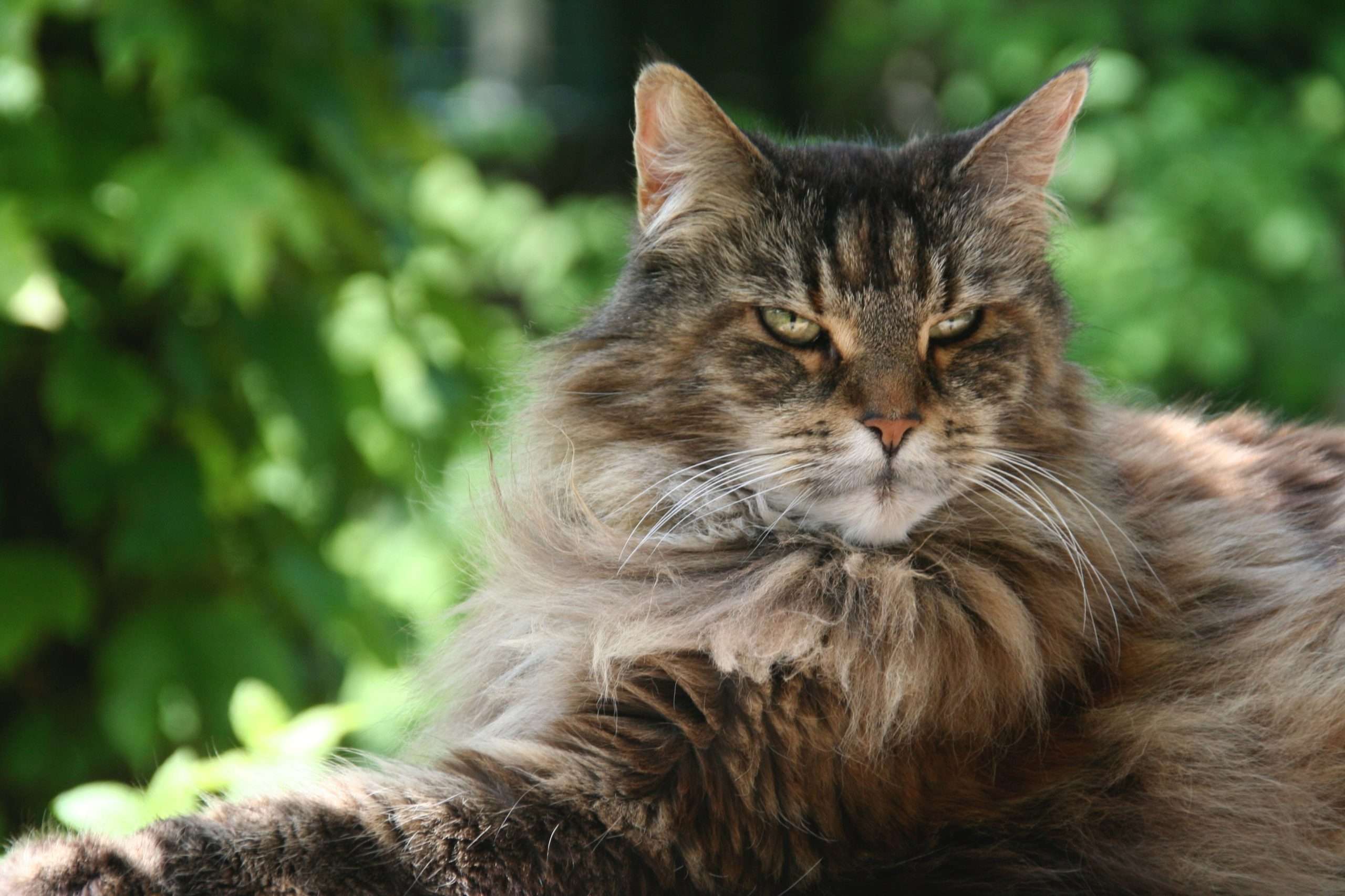 Everything You Need to Know About Maine Coon Cats  LIFE ...