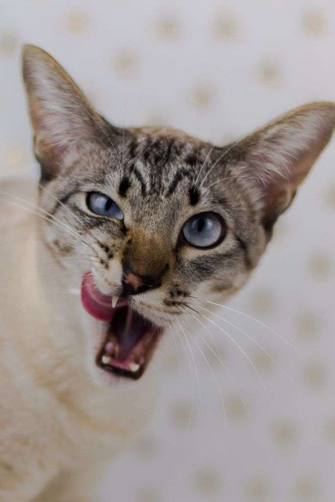 Excessive Cat Sneezing: When Should I Worry?