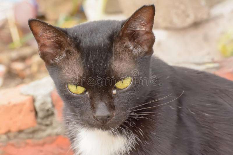 Eye boogers in cats stock photo. Image of animal ...