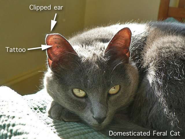 False Feral Cat Ear Clipping (tipping)  PoC