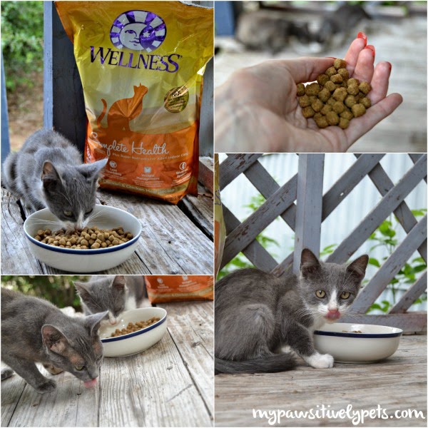 Feed Your Cat Dry + Wet Food to Keep Them Healthy #WellnessPetFood ...