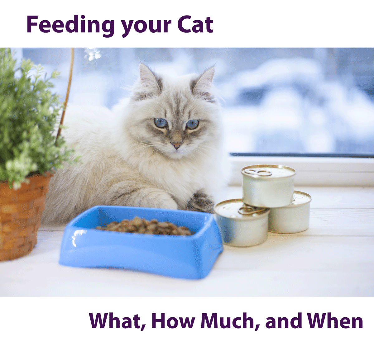Feeding Your Cat: What, How Much and How Often