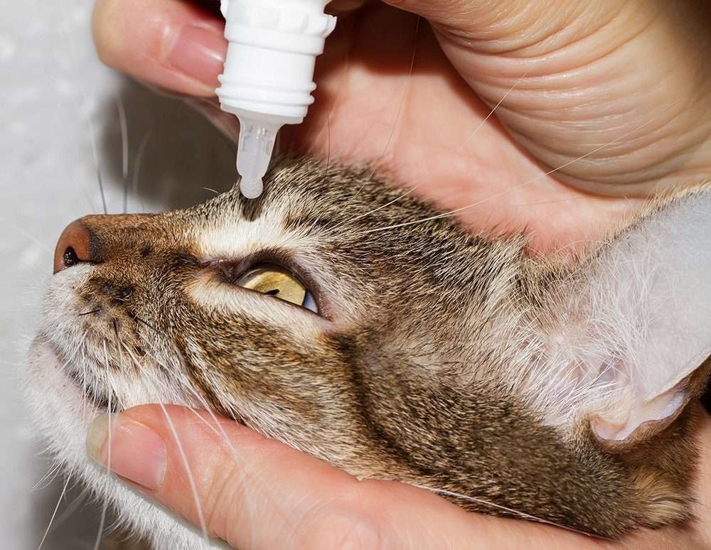 Feline Herpes In Cats And Kittens: Herpesvirus Symptoms ...