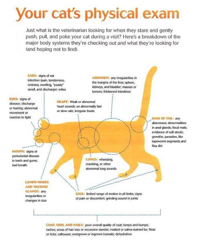 Feline Rabies Vaccination Side Effects Cats