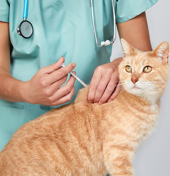 Feline Wellness Vaccines in Roanoke, VA