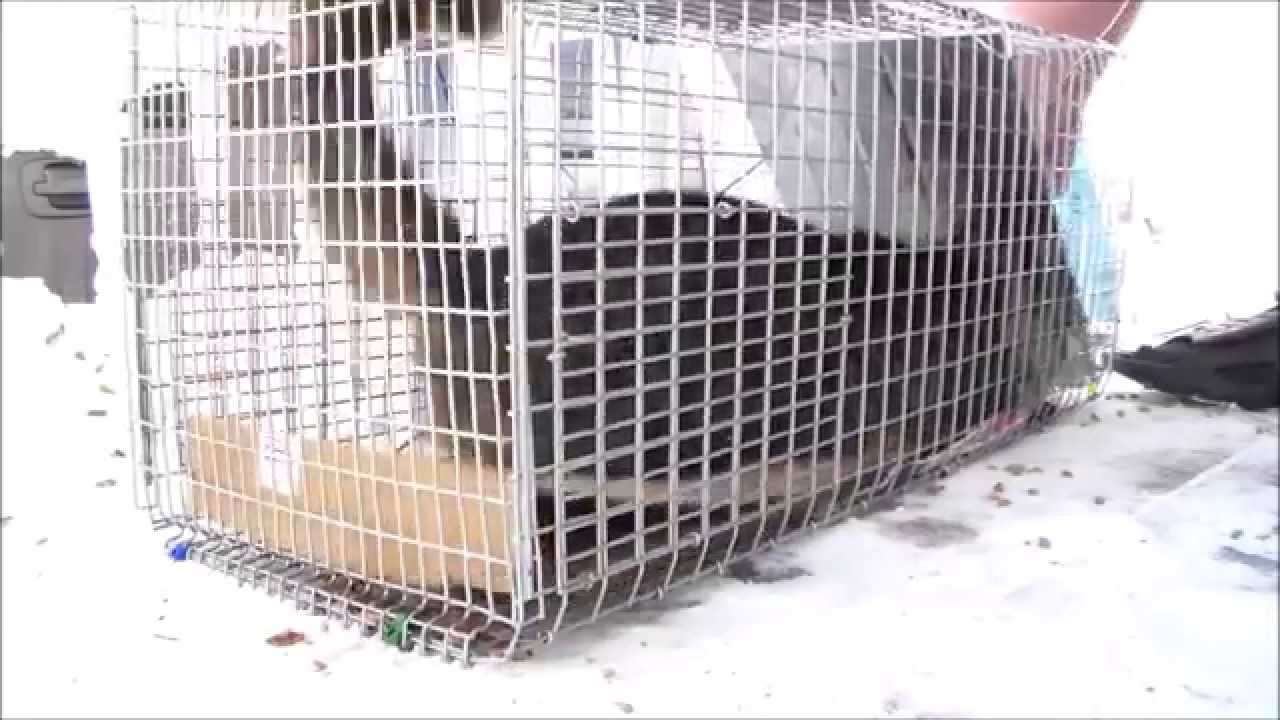 Feral Cat goes crazy! Stray Feral Cat Trapping Trap