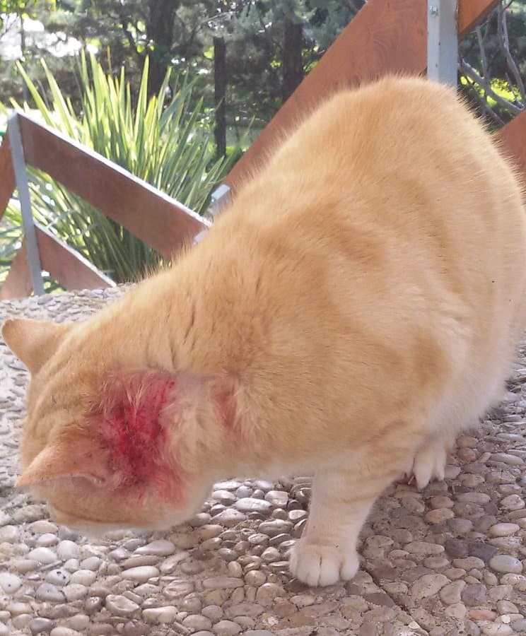 Feral cat with ear mites