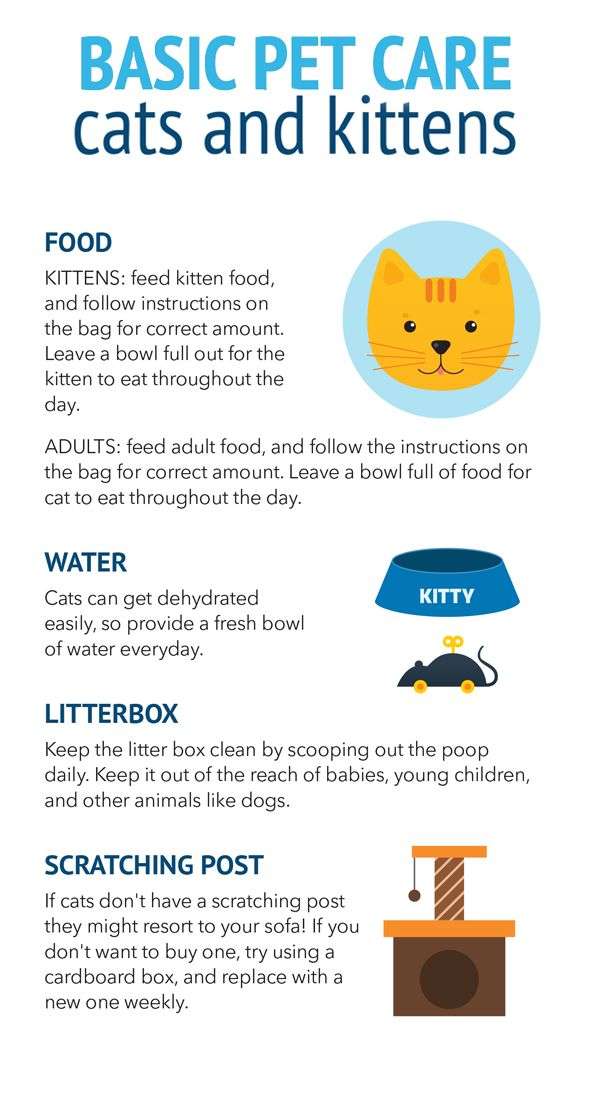 First time cat owner? Check out this guide on how to ...
