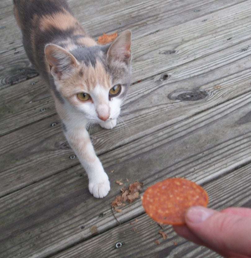 First time the dilute calico stray cat took food from my ...