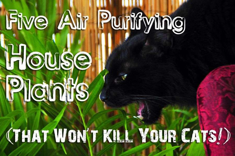 Five Air Purifying House Plants That Wont Kill Your Cat ...
