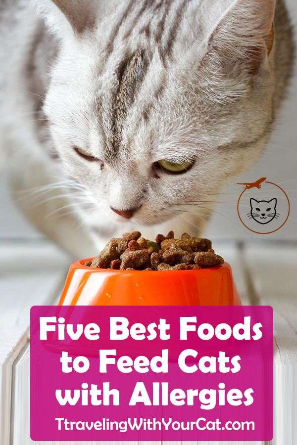 Five Best Foods to Feed Cats with Allergies