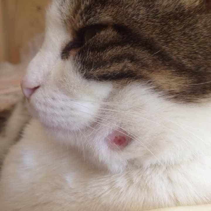 Flea Bite On Cat