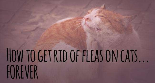 Fleas On Cats: A simple solution to get rid cat fleas forever