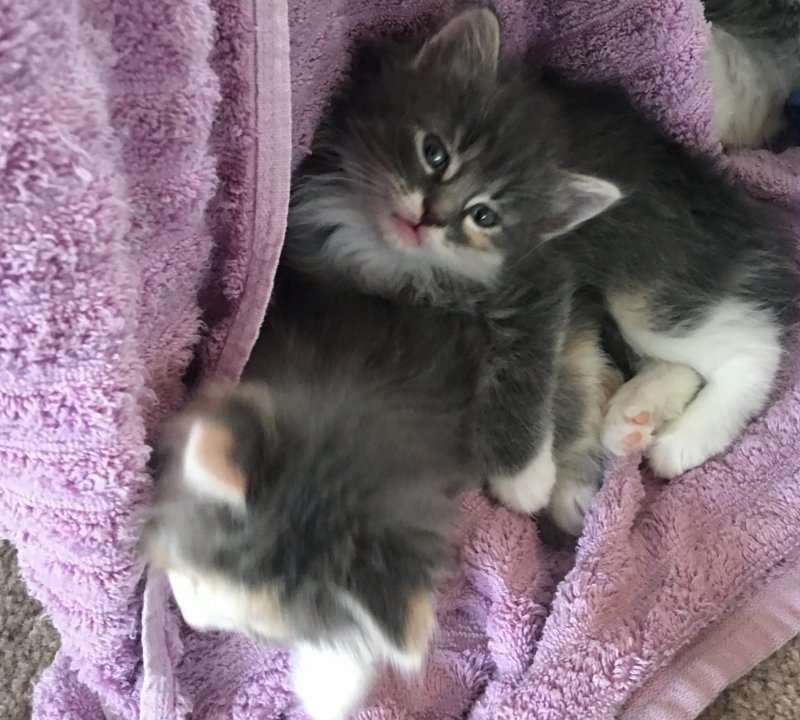 Fluffy Kittens for Adoption Near Columbus, Ohio