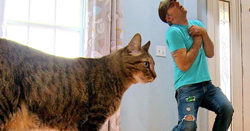 FMLNews: (VIDEO) Cat Owner " Drops Dead"  To See How His Cat ...