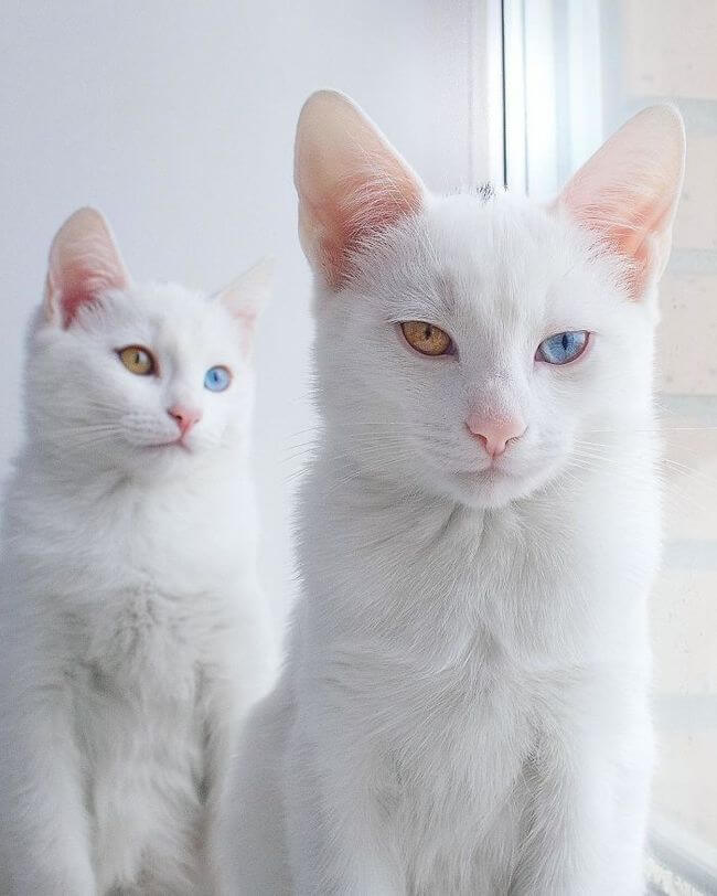 Forget About The Olympics, Look At These Adorable Twin Cats With ...