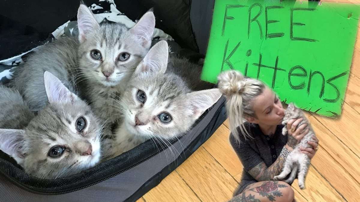 Free Kittens