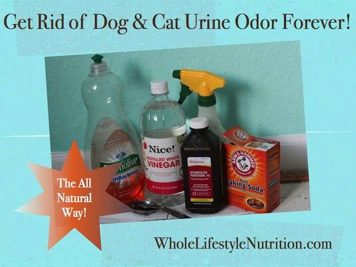 Get Rid of Dog and Cat Urine Odors The All Natural Way ...