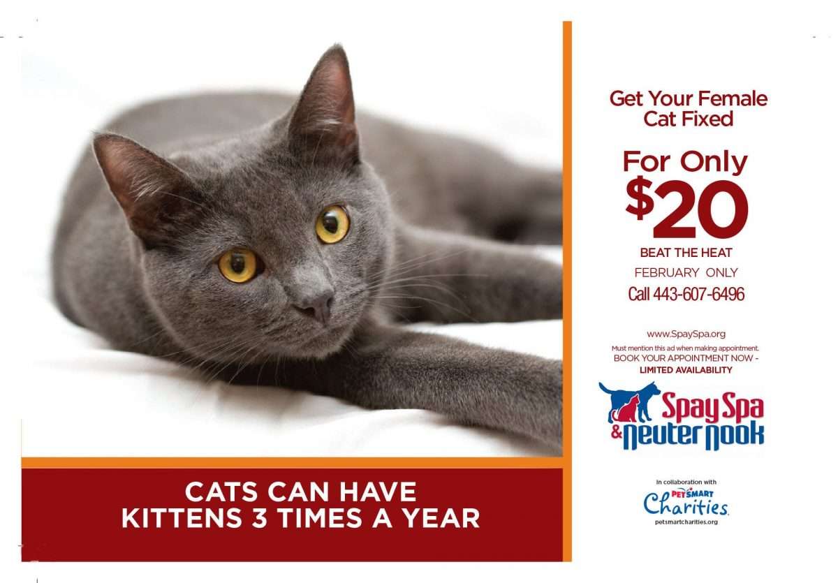 Get Your Cat Spayed for $20!