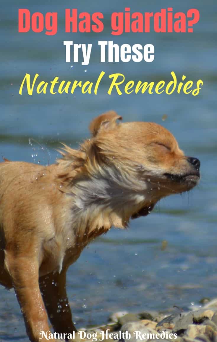 Giardia In Dogs Symptoms And Natural Remedies